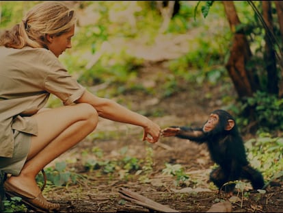 El documental más íntimo de Jane Goodall