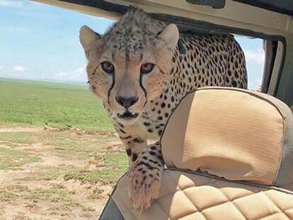 Un guepardo se cuela por sorpresa en un coche de safari en Tanzania