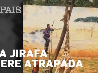 Muere una jirafa tras quedar atrapada su cabeza entre dos ramas en un zoo de China