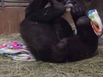 L’emotiu part d’una goril·la en un zoo