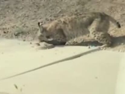 Un lince y una serpiente de cascabel pelean en Arizona (EE UU).