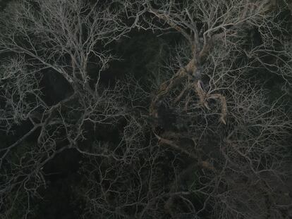 Salvar al árbol gigante de Paraguay