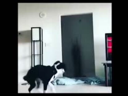 Micromaltratos virales que también padecen las mascotas en el hogar