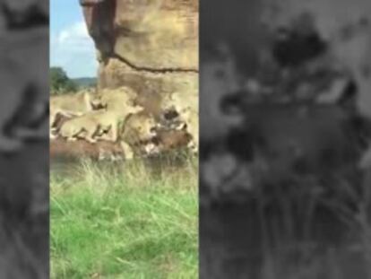 Un grupo de leonas ataca a un macho delante de unos turistas en un safari en el Reino Unido