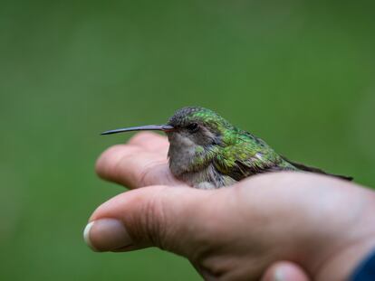 Un colibrí en el área de investigación científica de la UNAM.