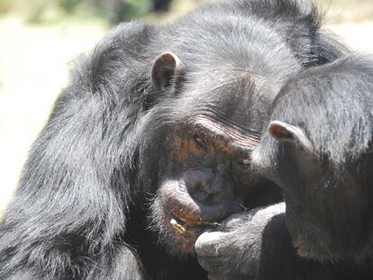 Los chimpancés saben darse pistas para urdir un plan