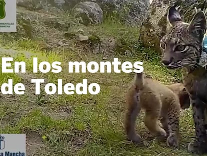 Detectadas nuevas crías de lince en los Montes de Toledo con la llegada de la primavera