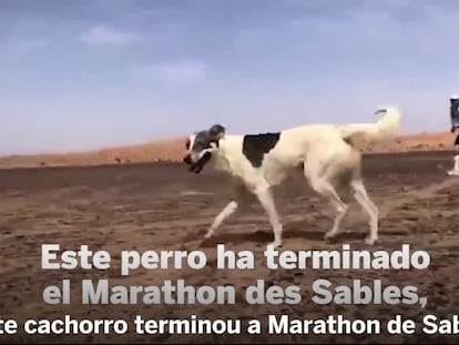 Cactus, o primeiro cão a completar uma das mais difíceis maratonas do mundo