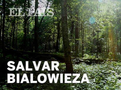 La lucha por salvar el bosque primitivo de Bialowieza