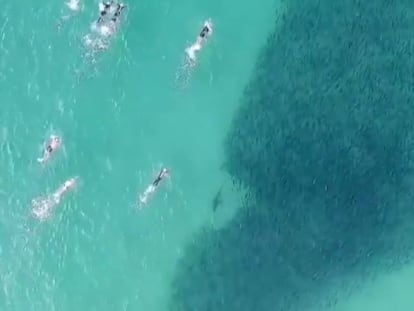 Un grupo de bañistas nada junto a un grupo de tiburones sin saberlo