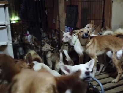 Casa donde vivían hacinados 164 perros, en Izumo (Japón). En vídeo, las condiciones en las que se encontraban los animales.