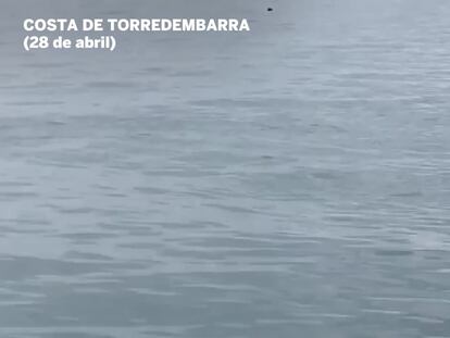 Tiburones avistados en la costa catalana