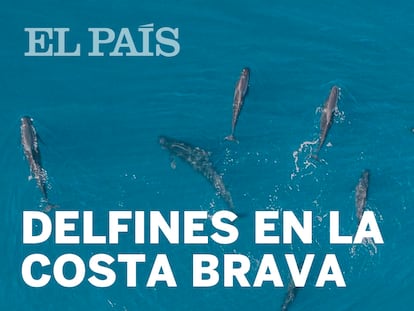 Albirats un centenar d’exemplars de la família dels dofins al canyó de Begur