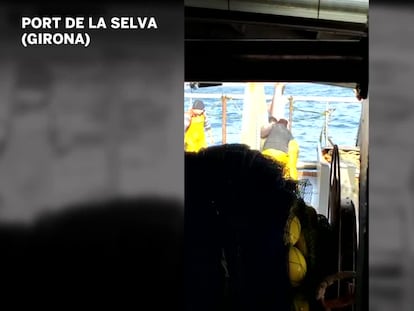 Un pesquer del Port de la Selva captura un tauró amb les xarxes i el torna viu al mar