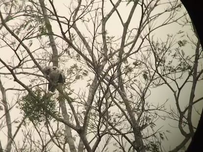 Un aguilucho arpía volando hacia su nido en el Amazonas de Brasil. 
