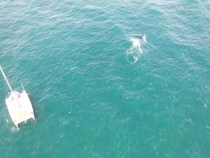 Vídeo | Tráfico marítimo, la principal amenaza para las ballenas del Mediterráneo