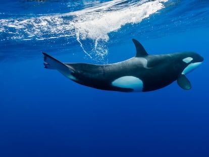 Orcas embisten a dos veleros de la regata Ocean Race en el estrecho de Gibraltar