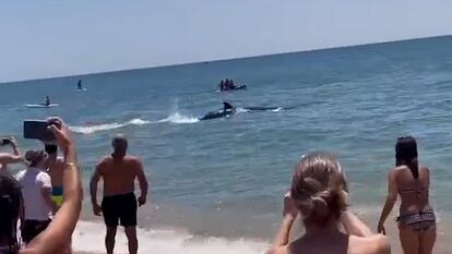 Unos bañistas observan al ballenato picudo que se ha visto en la playa de La Antilla (Huelva).