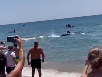 Unos bañistas observan al ballenato picudo que se ha visto en la playa de La Antilla (Huelva).