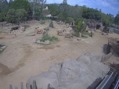 Así protegen unos elefantes a sus crías durante un terremoto en California