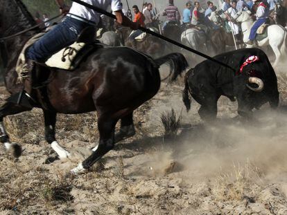 El toro de la Vega, que ha muerto esta mañana de varias lanzadas, es una tradición duramente criticada por los ecologistas