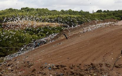 Aves se alimentan en el vertedero de Alcal&aacute; de Henares.