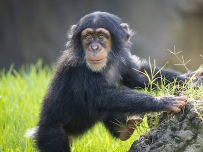 'Djibri' fue trasladado al Bioparc de Valencia para 'encontrarle' una madre. Y fue 'Eva' quien manifestó afecto, instinto de protección y acercamiento.