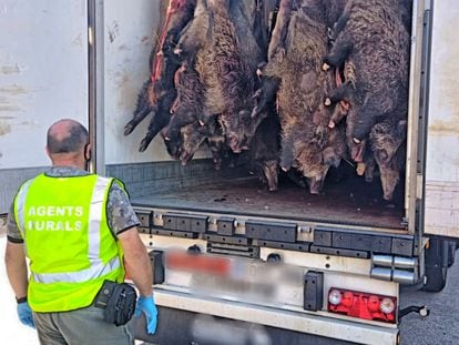 Agentes Rurales interceptan un camión frigorífico en la Garrotxa con especies comercializadas irregularmente.