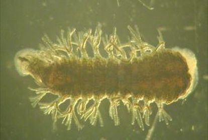 Sanguijuela 'Ozobranchus jantseanus'.
