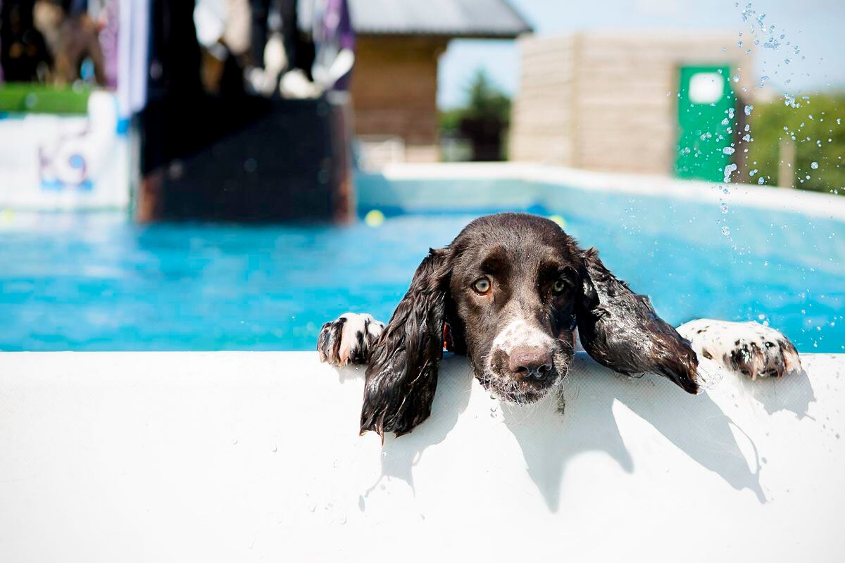 Heat stroke in dogs and cats how to recognize and avoid them The