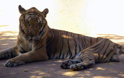 Un tigre desnutrido en su jaula del zoológico de San Francisco.