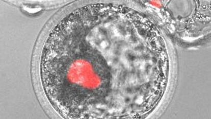 Células humanas (en rojo) proliferando en un embrión de cerdo.