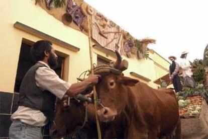Gran Canaria cuenta con una rica tradición de celebraciones ganaderas y agrícolas, como la de Tunte, con carros tirados por vacas.