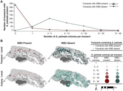 Gráfico que muestra la reducción de la especie de coral palmata por una enfermedad desconocida en la Isla de Buck.