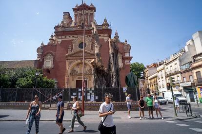 Ficus centenario del barrio de Triana en Sevilla, cubierto de mallas protectoras tras desaparecer el 70% de su estructura al ser mutilado.