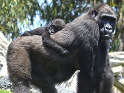 La salud del primate, de 11 meses, empeoró rápidamente. Las veterinarias del zoo valenciano optaron por separarla de su madre para intentar salvarla, sin éxito