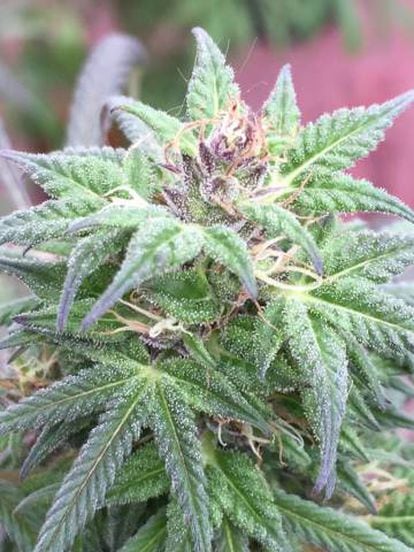 Una flor de cannabis, cerca del punto de corte.