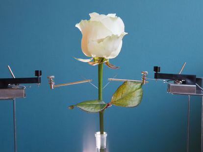 La imagen muestra la rosa convertida en un completo circuito electr&oacute;nico.