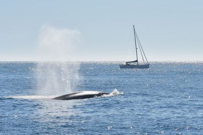 Una ballena azul surca las aguas de las costas del sur de Galicia.