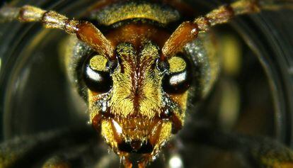 Un exemplar d'escarabat barrinador de moreres.