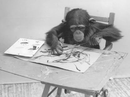 Un chimpancé del Zoológico de Londres el 25 de mayo de 1957.