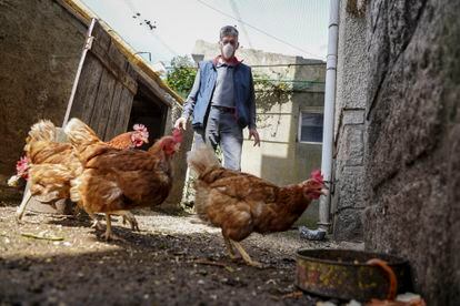 Chema Hernán, cartero jubilado, tiene gallinas, huerta y colmenas para autoconsumo en Montejo de la Sierra