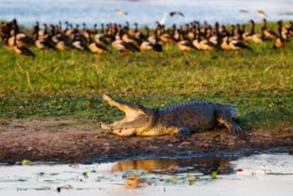 Un cocodrilo de agua salada en el parque nacional de Kakadu (Australia).