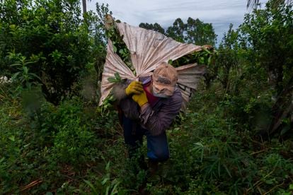 Un trabajador carga un raído, una bolsa de yerba recién cortada que aguanta hasta 100 kilos durante una jornada de trabajo. 