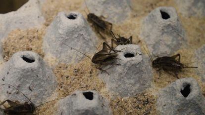 Granjas de insectos: las aliadas de la FAO en la búsqueda de proteínas