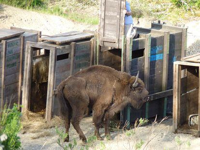 Uno de los siete bisontes traídos a España sale del jaulón.