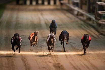 Galgos compiten en una carrera en el estadio de Wimbledon en Londres.