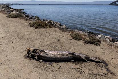 En una zona próxima al Parque Natural Don Edwards, en Fremont (California), el cadáver de un pez. En el límite del Parque Natural se encuentra el muelle para pescadores de Dumbarton, pero estos días nadie sale lanzar la caña ahí.