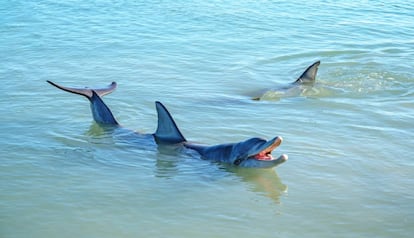 Delfines en Shark Bay, Australia.