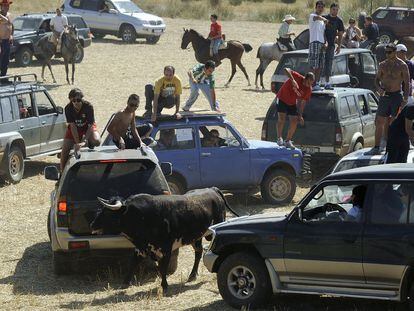 Un toro, rodeado por varios coches con mozos a bordo mozos en el encierro de hoy de Galápagos (Guadalajara).